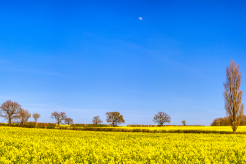 Rapeseed under the moon 